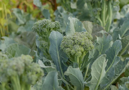 How to Grow Broccoli: Tips for Every Climate