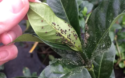 How to Keep Your Brassicas Safe from Caterpillars and Birds