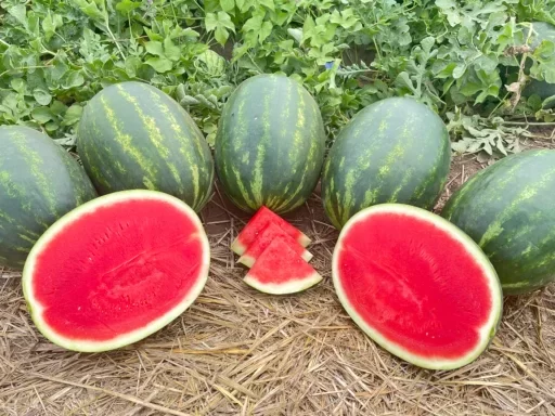 Watermelon Growing Tips: How to Achieve a Perfect Harvest