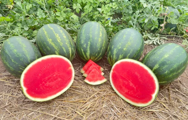 Watermelon Growing Tips: How to Achieve a Perfect Harvest