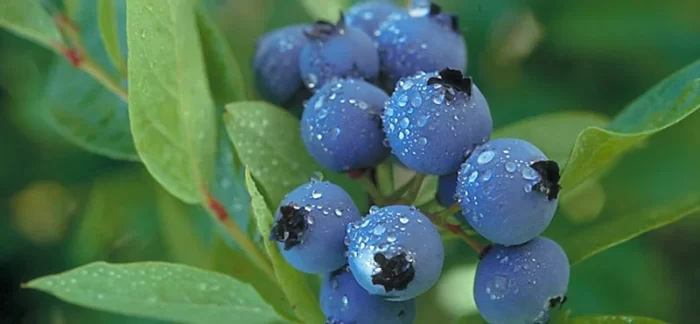 How to Grow Blueberries Successfully: Tips and Tricks for a Bountiful Harvest