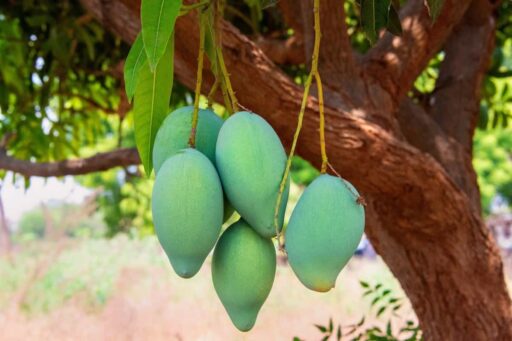 Common Mistakes in Growing Mango Seeds: How to Avoid Them