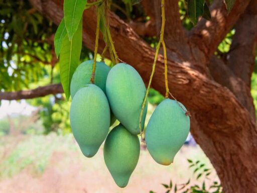 Common Mistakes in Growing Mango Seeds: How to Avoid Them