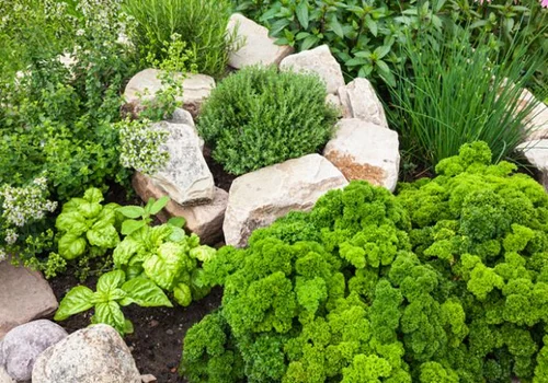 5 Reasons Why You Shouldn't Grow a Dedicated Herb Garden