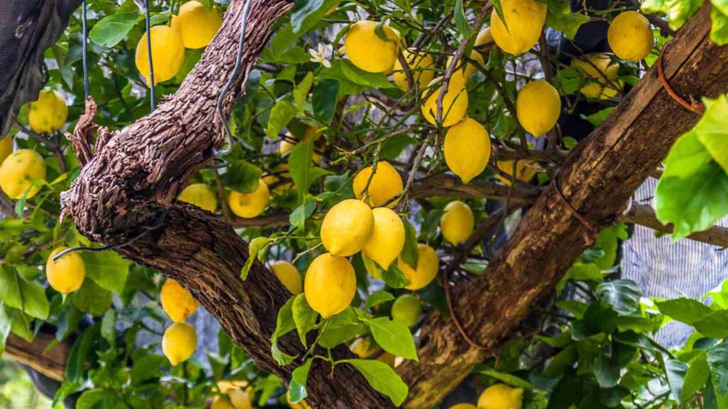 From Seed to Harvest: A Step-by-Step Guide to Growing Lemon Trees