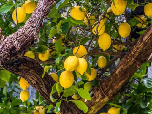 Boost Your Lemon Tree's Productivity with These Seven Proven Tips