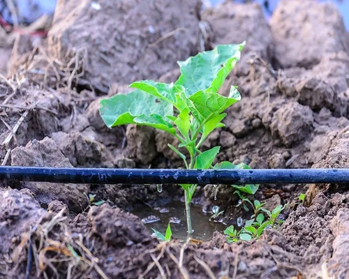 Mastering Drip Irrigation: Essential Tips for Every Gardener