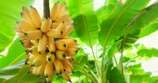 How to Grow Beautiful Banana Plants in Cold Climates