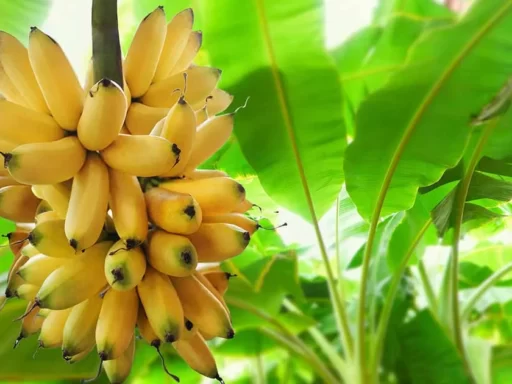 How to Grow Beautiful Banana Plants in Cold Climates