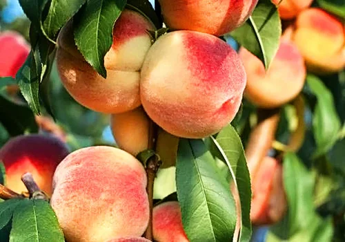 How to Grow Peaches at Home: A Step-by-Step Guide