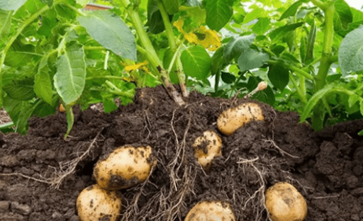 The Best Time to Plant Potatoes and Other Growing Tips