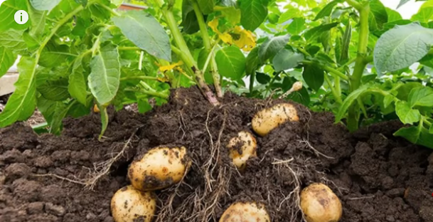 The Best Time to Plant Potatoes and Other Growing Tips