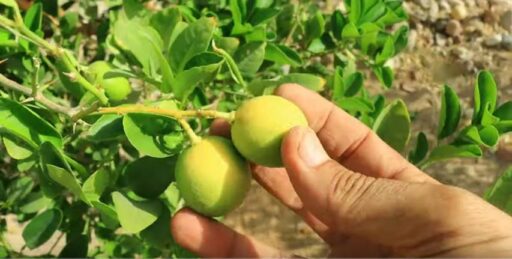 Boost Your Lemon Tree's Productivity with These Seven Proven Tips