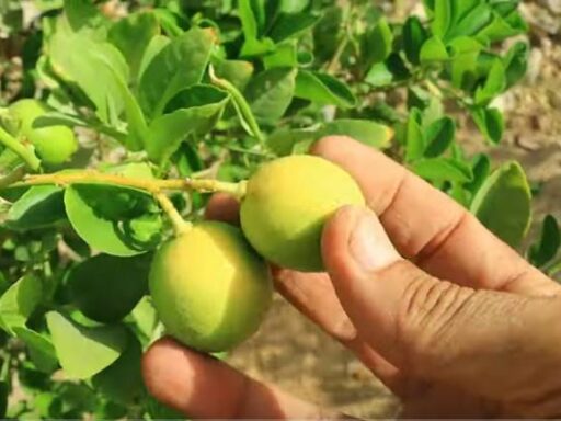 Boost Your Lemon Tree's Productivity with These Seven Proven Tips