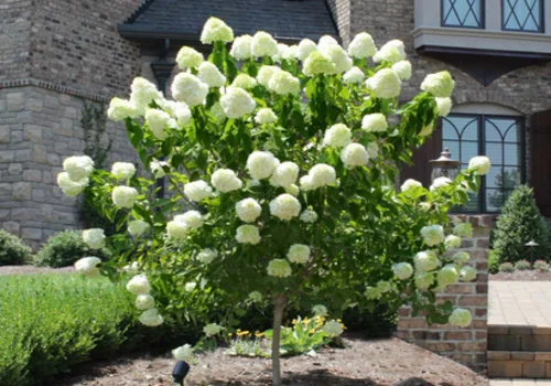 How to Care for Your Limelight Hydrangea: Tips for Stunning Summer Blooms"