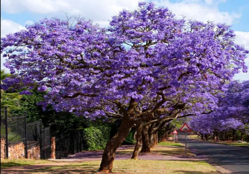 How to Grow and Care for Jacaranda Trees