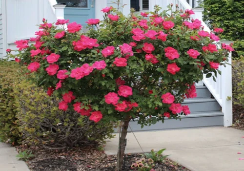 The Ultimate Guide to Growing Knock Out® Rose Trees