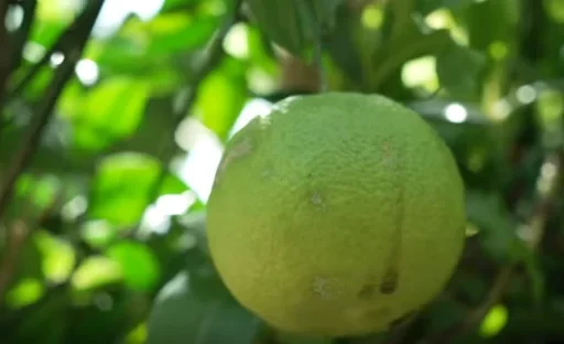 A Guide to Growing Citrus Trees at Home: Expert Tips for Success