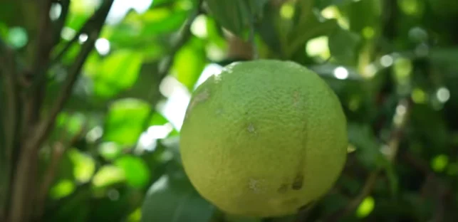 A Guide to Growing Citrus Trees at Home: Expert Tips for Success