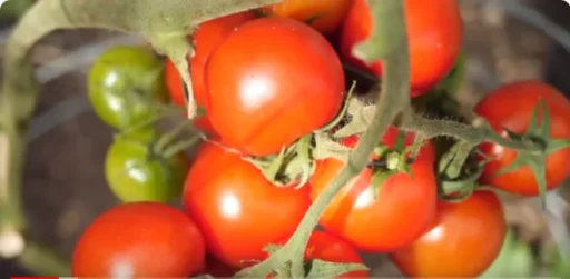 How to Ripen Tomatoes Before the Cold Sets In: A Complete Guide