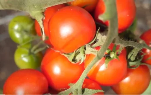 How to Ripen Tomatoes Before the Cold Sets In: A Complete Guide