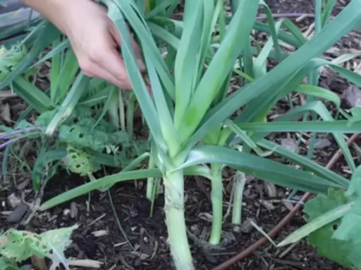 The Easiest Vegetables for Lazy Gardeners: Grow with Minimal Effort