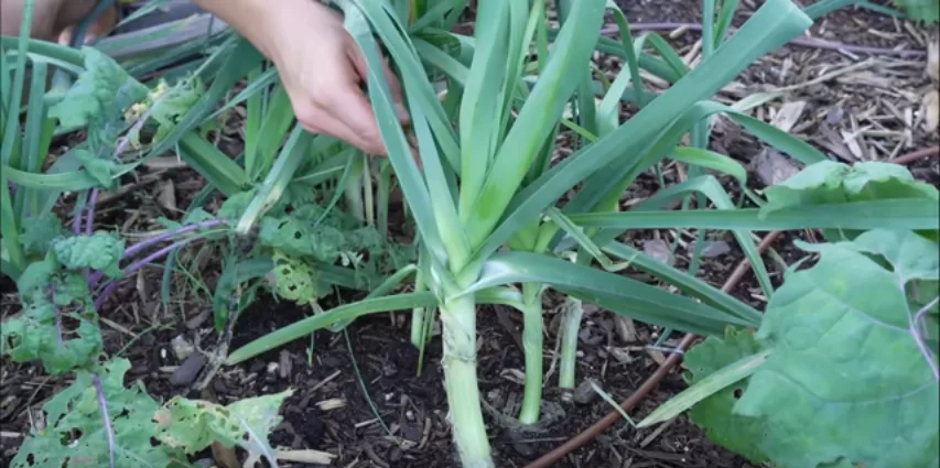 The Easiest Vegetables for Lazy Gardeners: Grow with Minimal Effort