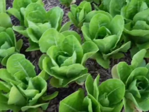 How to Grow Perfect Lettuce in Any Season