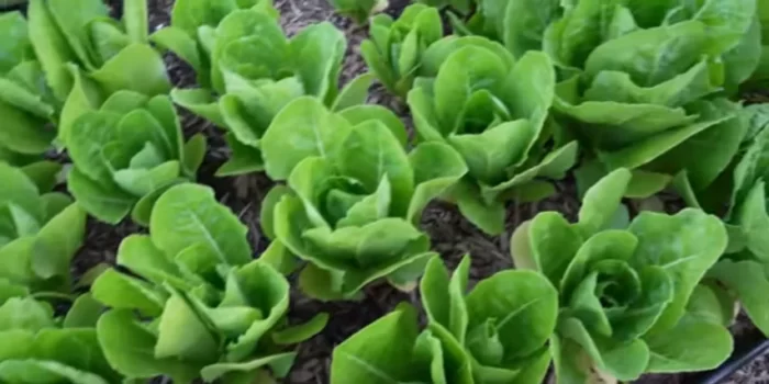 How to Grow Perfect Lettuce in Any Season