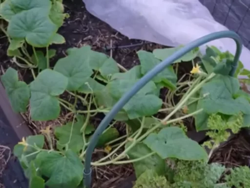 How to Grow Zucchini Without Pests: A Comprehensive Guide