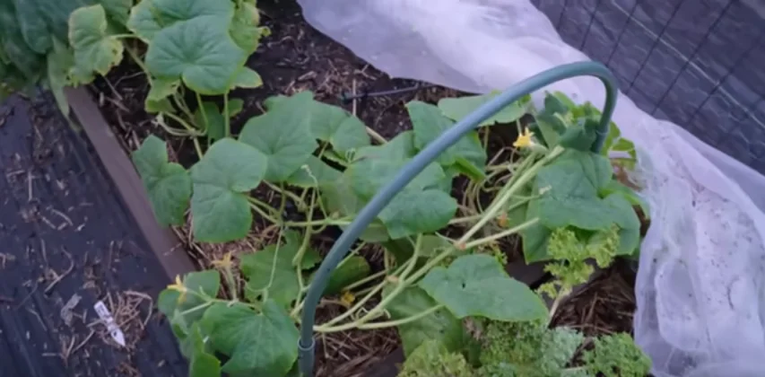 How to Grow Zucchini Without Pests: A Comprehensive Guide