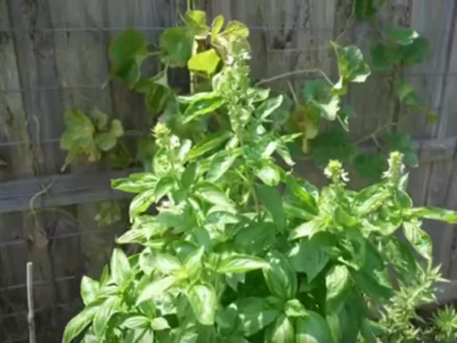 How to Grow Basil Plants That Keep Producing All Year Long