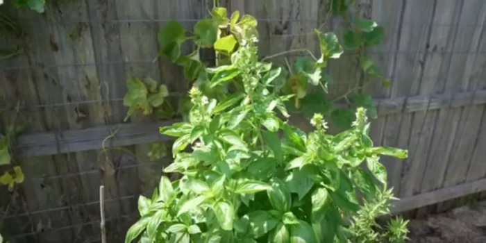 How to Grow Basil Plants That Keep Producing All Year Long