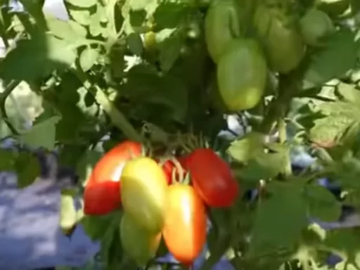 Maximize Your Tomato Harvest with These Proven Techniques