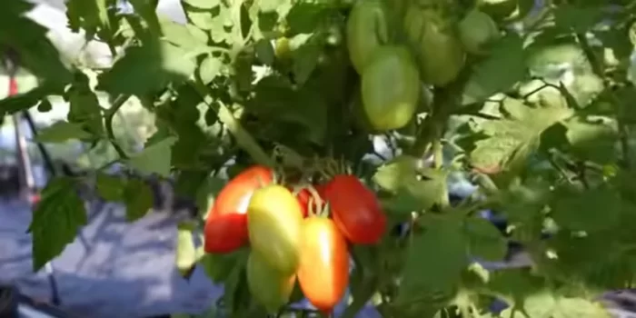 Top 6 Tomato Varieties for High Yields and Disease Resistance