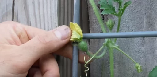 How to Guarantee Successful Pollination for Cucumbers and Zucchini