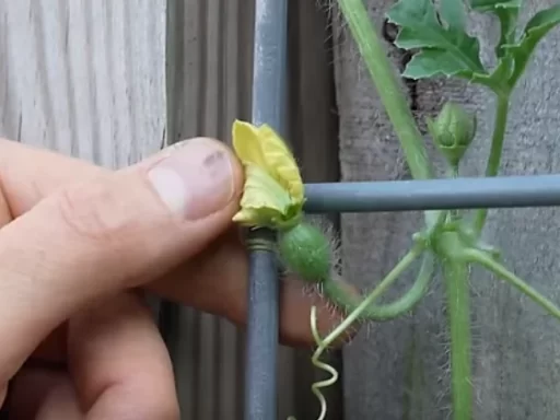 How to Guarantee Successful Pollination for Cucumbers and Zucchini