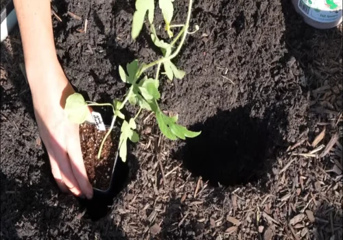 How to Grow Watermelons Successfully: A Step-by-Step Guide