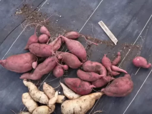 Harvesting Sweet Potatoes: Container vs. Ground