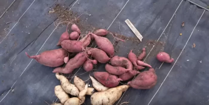 Harvesting Sweet Potatoes: Container vs. Ground