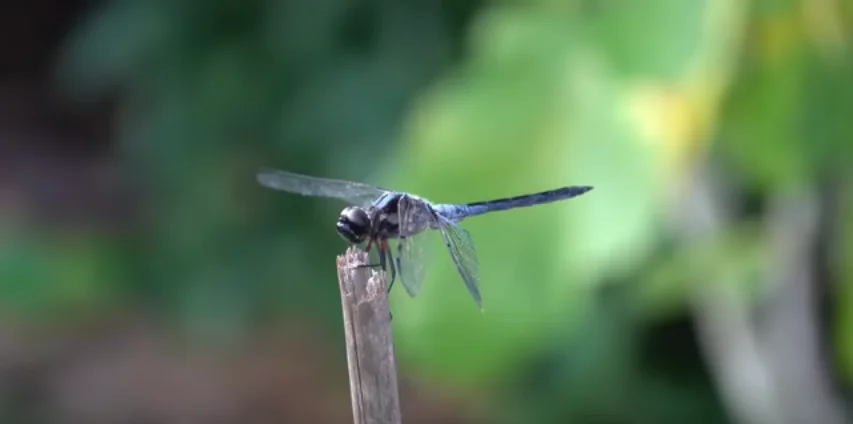 The Ultimate Guide to Attracting Dragonflies and Reducing Mosquitoes