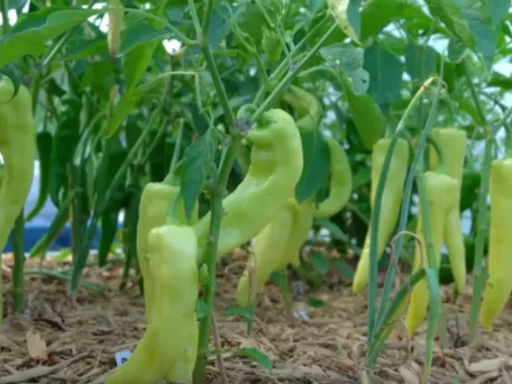 Top Three Pepper Varieties Every Gardener Must Grow