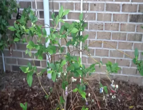 Maximize Your Blueberry Harvest: Tips for Extended Seasons