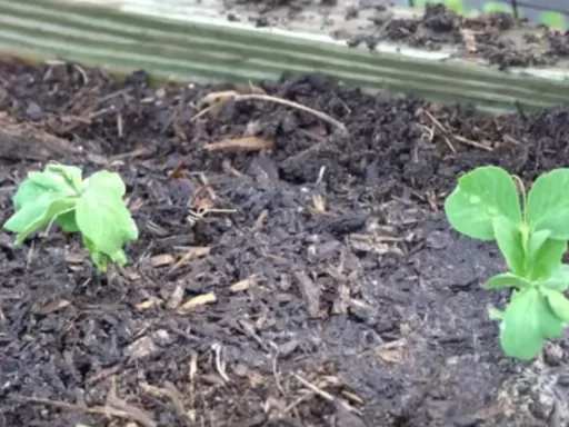 Growing Peas: Five Essential Secrets for a Bountiful Harvest