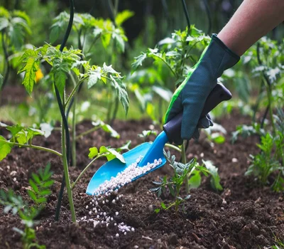 How to Properly Plant Trees and Seedlings for Optimal Growth