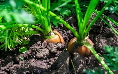 How to Grow Carrot Tops at Home