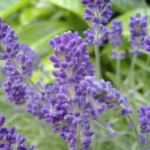 How to Grow and Care for Lavender: A Complete Guide