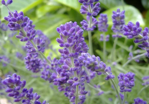 How to Grow and Care for Lavender: A Complete Guide