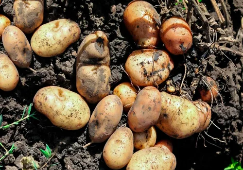 How to Grow Potatoes Without Soil Fertilizer: A Beginner's Guide