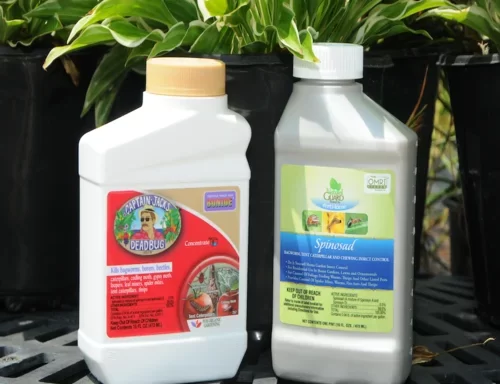 Natural Pesticides for a Pest-Free Garden